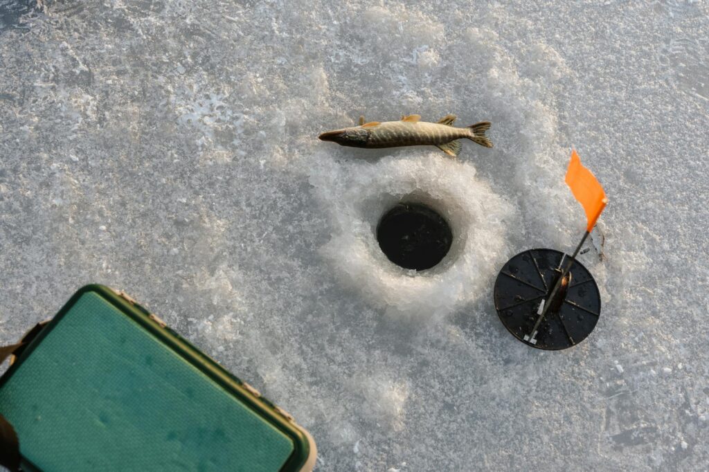 Ice fishing in the lake. Small pike