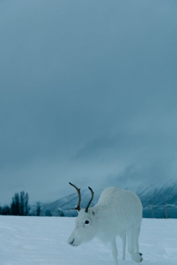 Baby reindeer on frozen lake