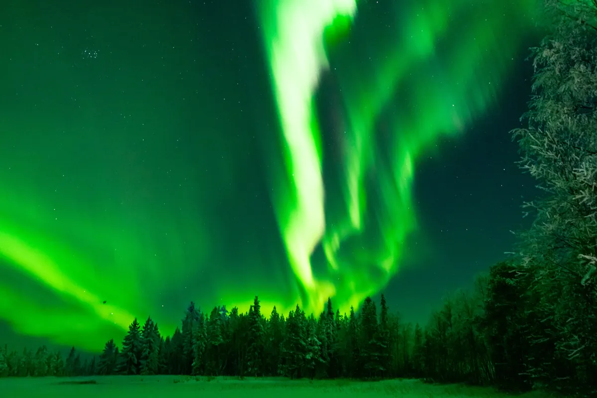 Green Northern Lights above a snowy forest