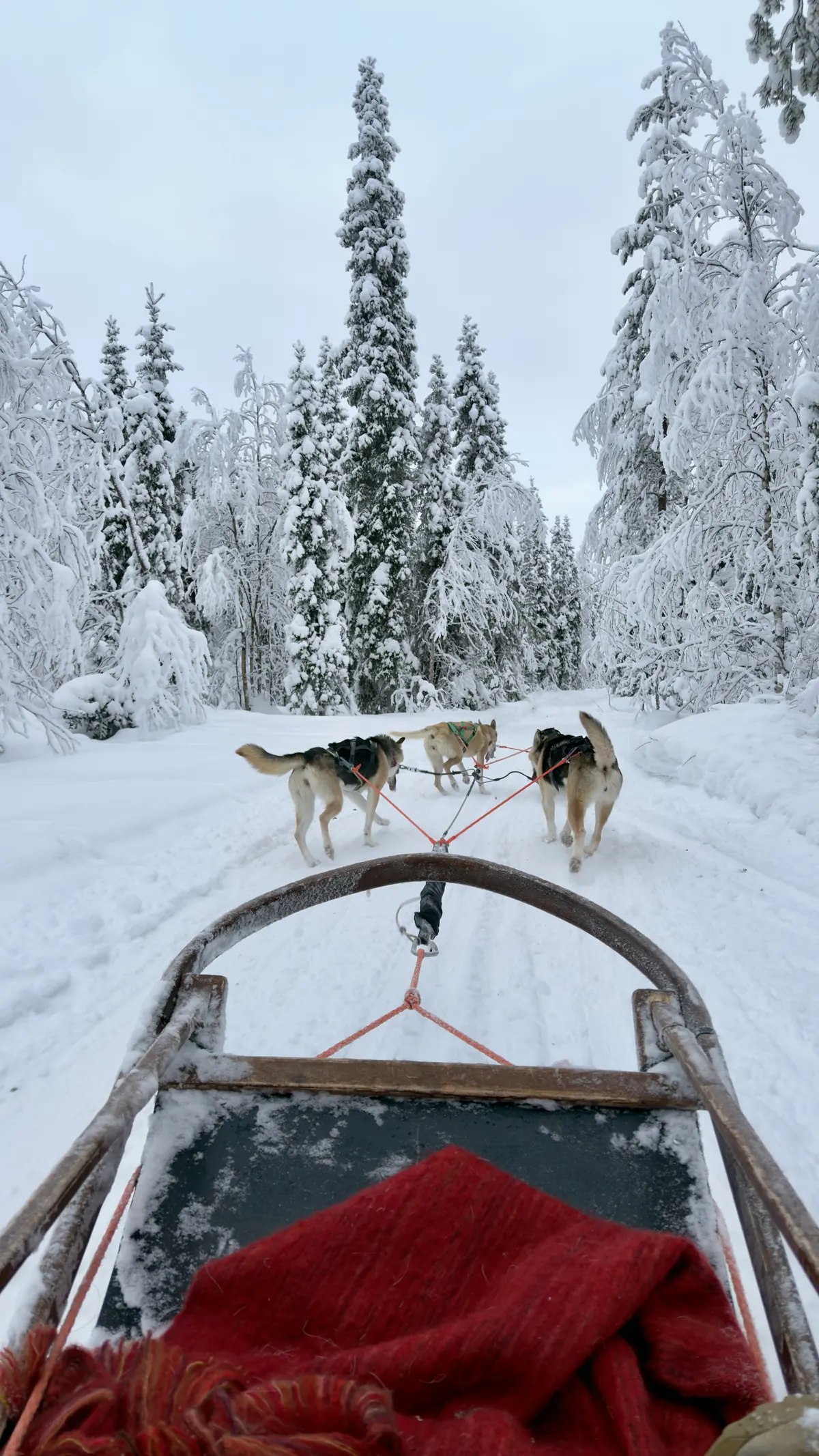 Koiravaljakko lumisella metsäuralla reestä kuvattuna.